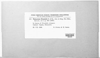 Tuburcinia trientalis image